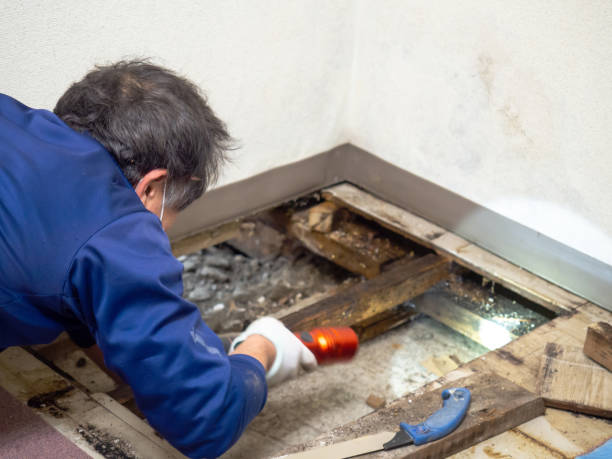 Best Kitchen Mold Remediation in Black River Falls, WI
