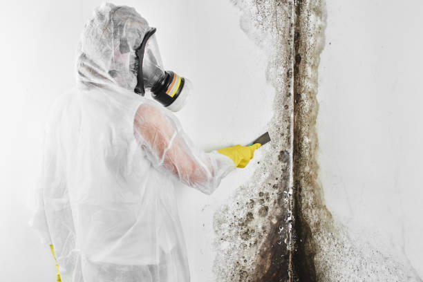 Best Bathroom Mold Remediation in Black River Falls, WI