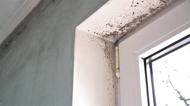 Best Mold Remediation for Schools in Black River Falls, WI
