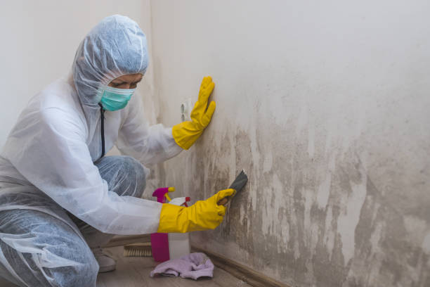 Best Attic Mold Remediation in Black River Falls, WI
