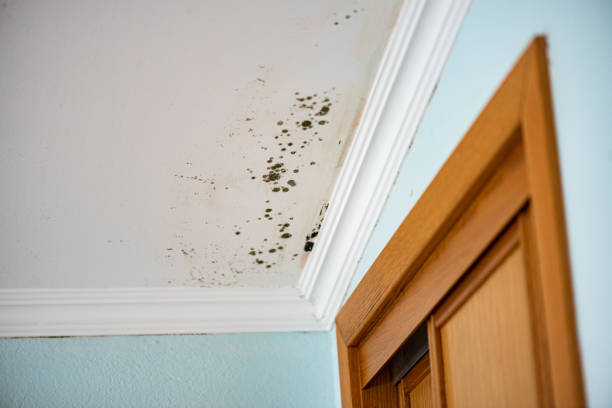 Best DIY Mold Remediation Support Services in Black River Falls, WI