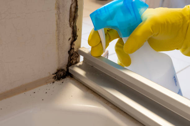 Best White Mold Remediation in Black River Falls, WI