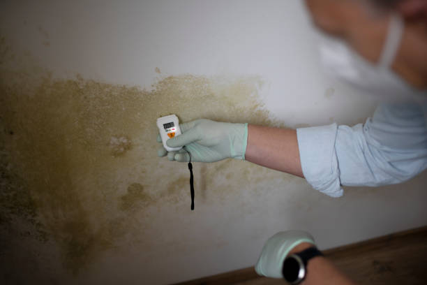 Best Residential Mold Remediation in Black River Falls, WI
