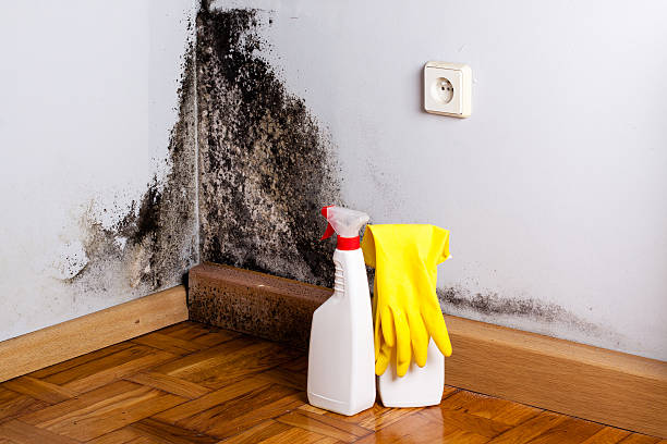 Best Basement Mold Remediation in Black River Falls, WI