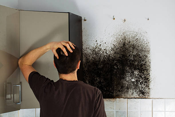 Best Residential Mold Remediation in Black River Falls, WI
