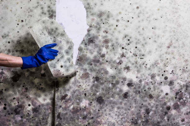 Best Basement Mold Remediation in Black River Falls, WI