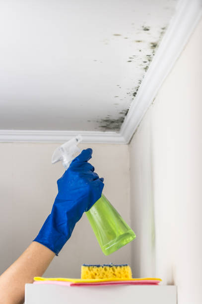 Best Commercial Mold Remediation in Black River Falls, WI