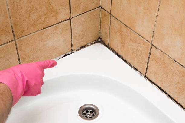 Best Industrial Mold Remediation in Black River Falls, WI